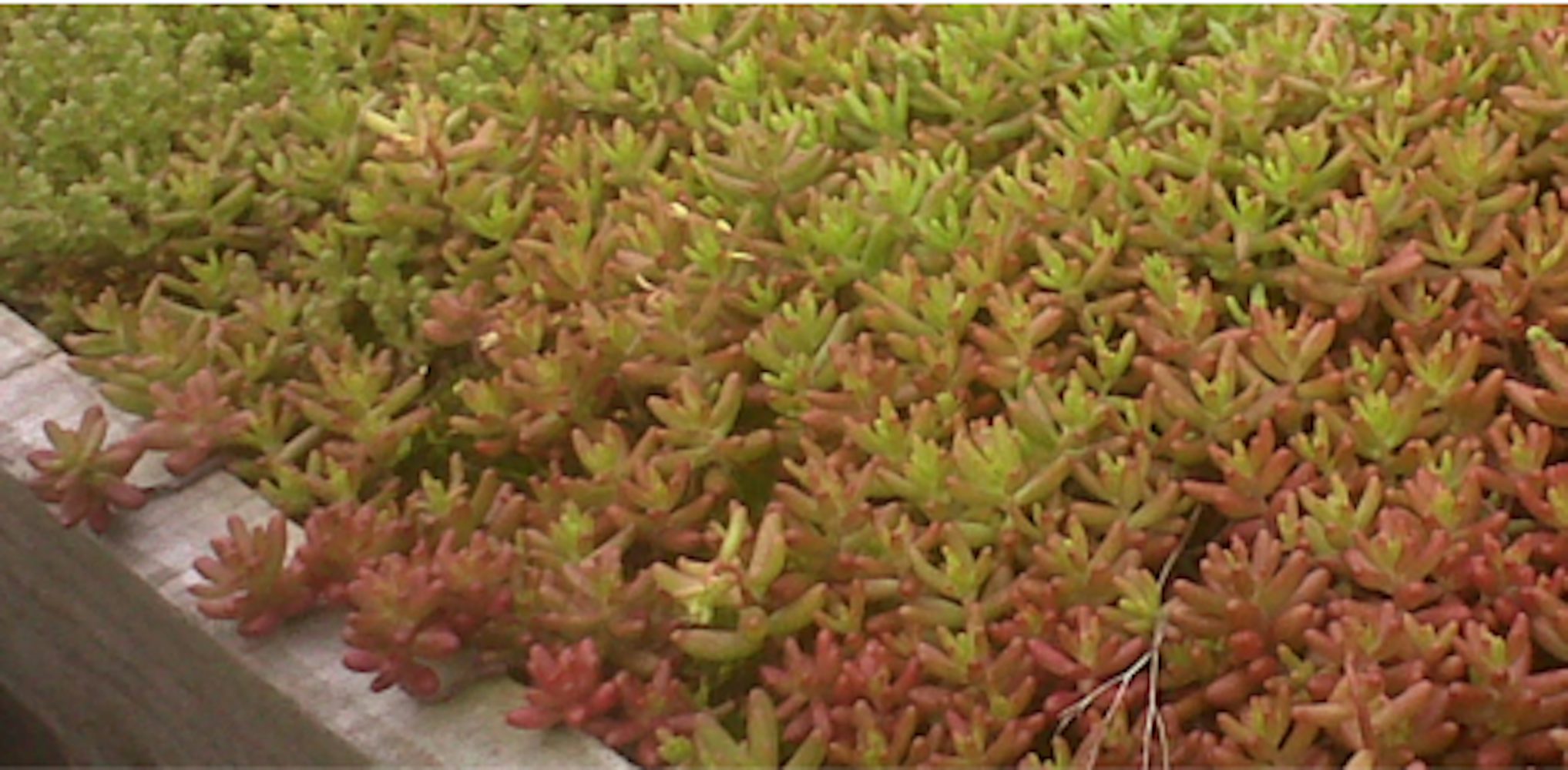 Natuurlijke dakbedekking