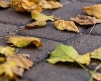 bladeren Hoe onderhoud ik mijn bestrating? Bladeren vegen herfst