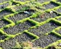 onkruid Hoe onderhoud ik mijn bestrating? Onkruid tussen de tegels