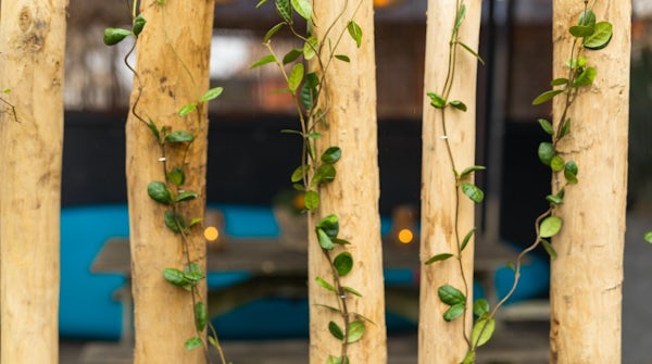 Kastanje paal sfeer Kastanje paal sfeer