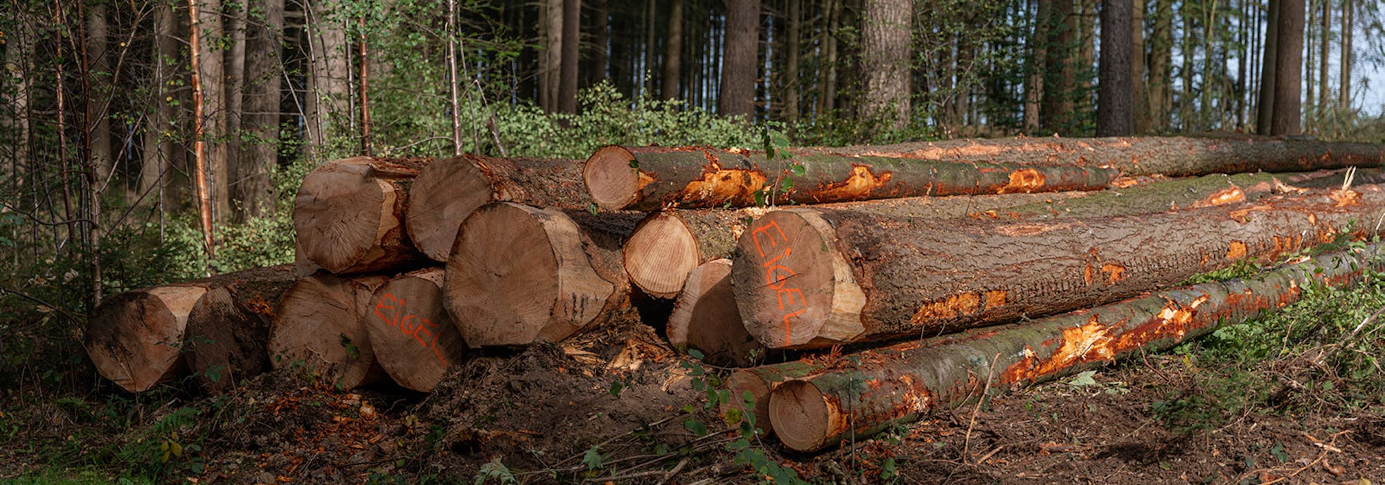 Hoe duurzaam is hout