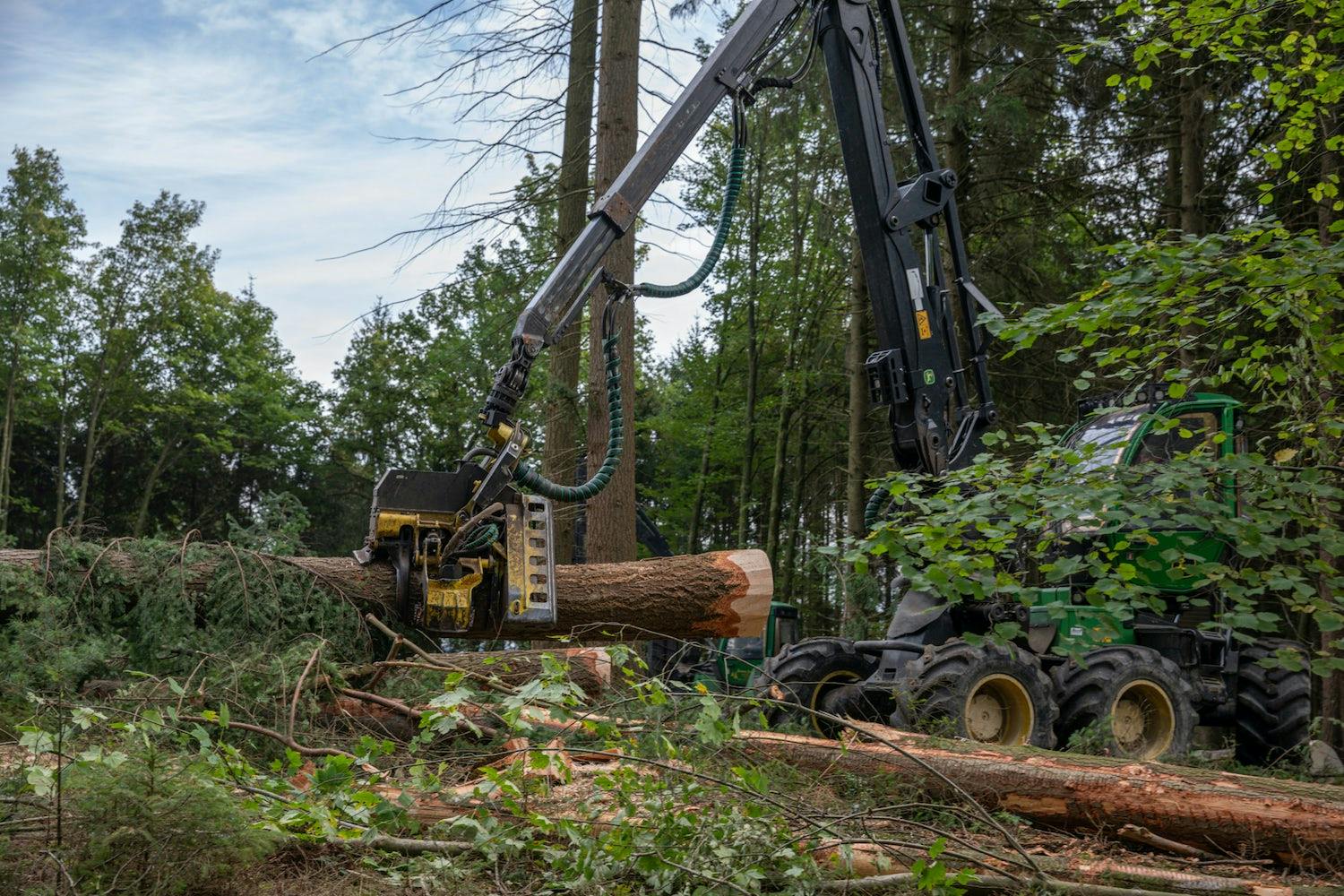 Belgische Ardennen houtzagerij Douglasspar gekapt